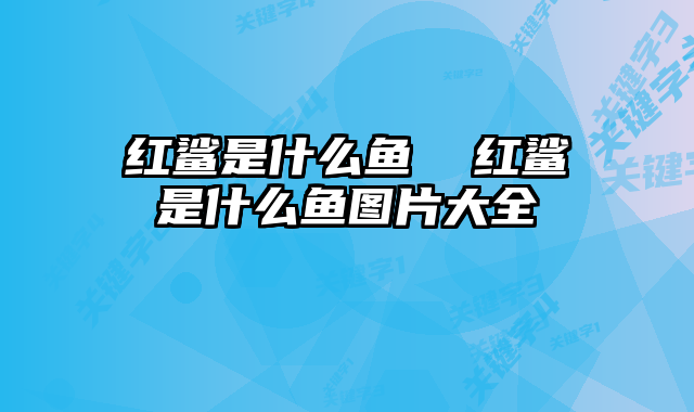 红鲨是什么鱼 红鲨是什么鱼图片大全