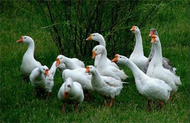 养鹅技术-鹅容易得什么病