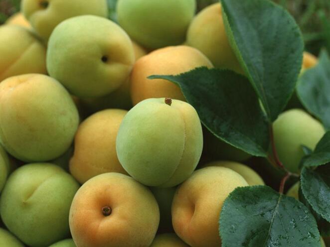 食用杏子有哪些禁忌-杏子的功效与作用