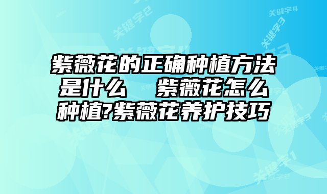 紫薇花的正确种植方法是什么 紫薇花怎么种植?紫薇花养护技巧