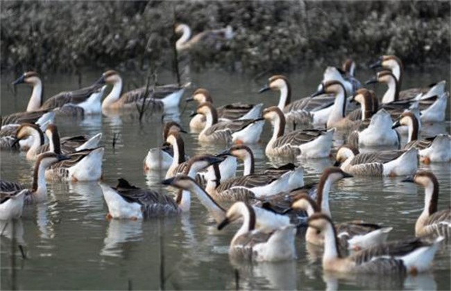 养鹅技术-鹅容易得什么病