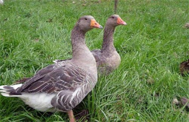 养鹅技术-鹅容易得什么病