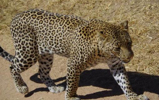 史前猎豹 桑给巴尔豹已经灭绝