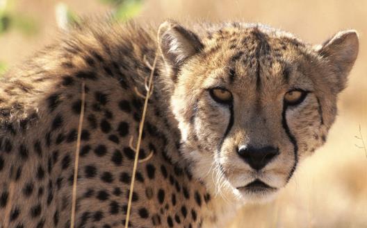 史前猎豹 桑给巴尔豹已经灭绝