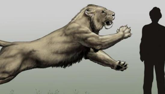 大的狮子 残暴狮全长可至4米 体重400公斤以上