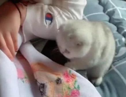 小猫好奇心重,帮主人倒忙不自知,主人好气又好笑