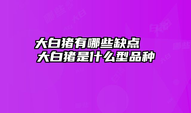大白猪有哪些缺点 大白猪是什么型品种