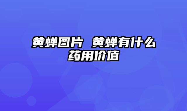 黄蝉图片 黄蝉有什么药用价值