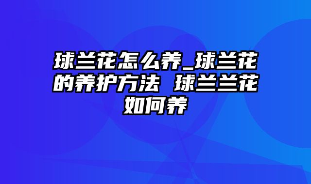 球兰花怎么养_球兰花的养护方法 球兰兰花如何养