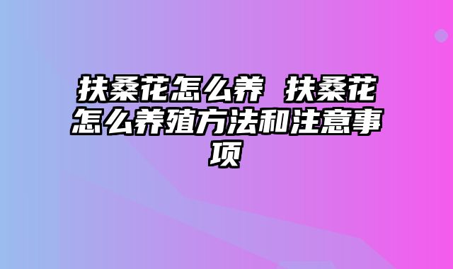 扶桑花怎么养 扶桑花怎么养殖方法和注意事项