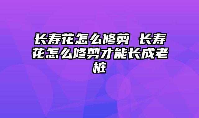 长寿花怎么修剪 长寿花怎么修剪才能长成老桩