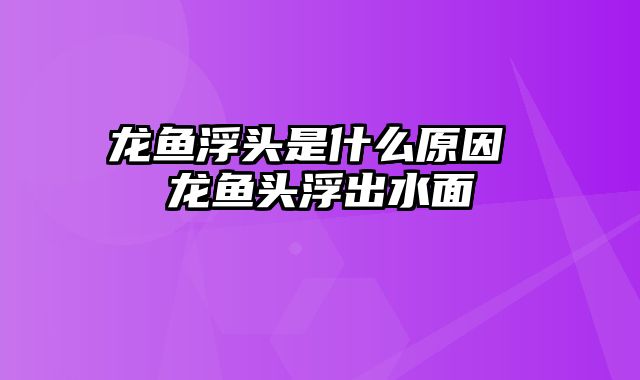 龙鱼浮头是什么原因 龙鱼头浮出水面