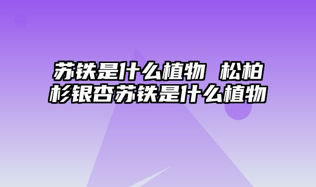 苏铁是什么植物 松柏杉银杏苏铁是什么植物