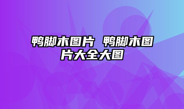 鸭脚木图片 鸭脚木图片大全大图