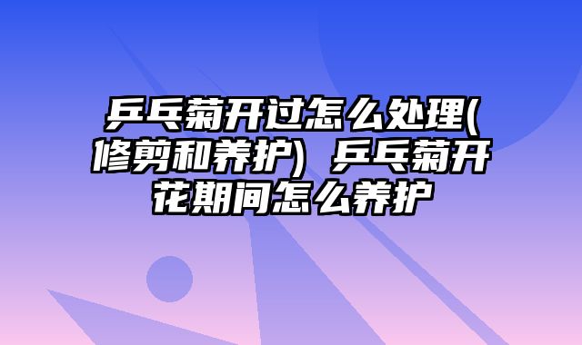 乒乓菊开过怎么处理(修剪和养护) 乒乓菊开花期间怎么养护
