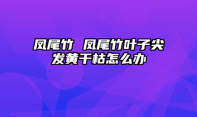 凤尾竹 凤尾竹叶子尖发黄干枯怎么办