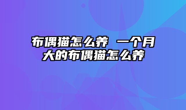 布偶猫怎么养 一个月大的布偶猫怎么养