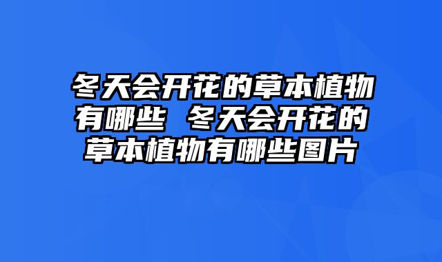 冬天会开花的草本植物有哪些 冬天会开花的草本植物有哪些图片