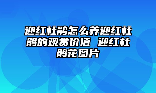 迎红杜鹃怎么养迎红杜鹃的观赏价值 迎红杜鹃花图片