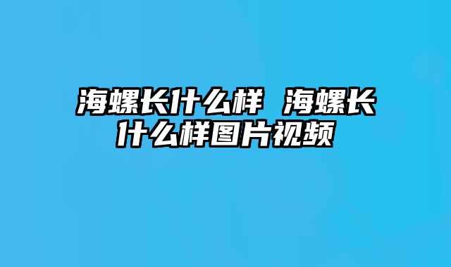 海螺长什么样 海螺长什么样图片视频