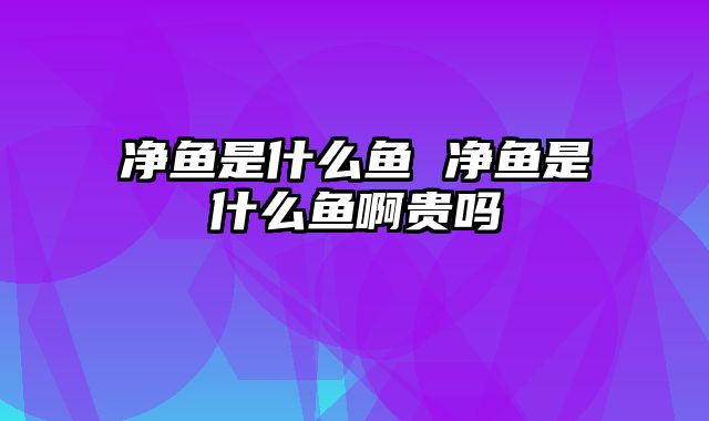 净鱼是什么鱼 净鱼是什么鱼啊贵吗