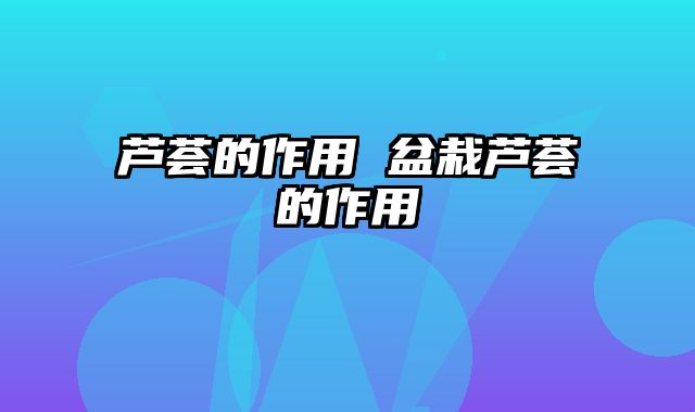 芦荟的作用 盆栽芦荟的作用