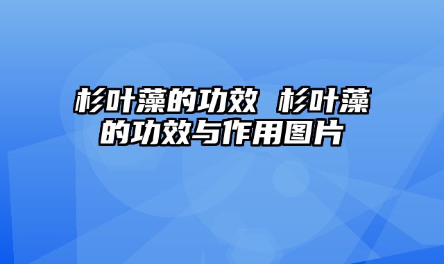 杉叶藻的功效 杉叶藻的功效与作用图片