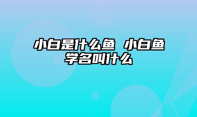 小白是什么鱼 小白鱼学名叫什么