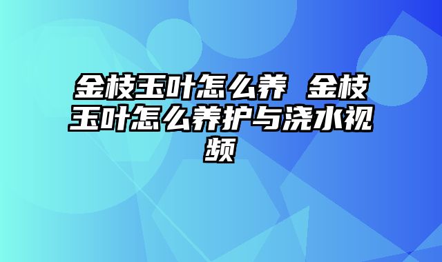 金枝玉叶怎么养 金枝玉叶怎么养护与浇水视频