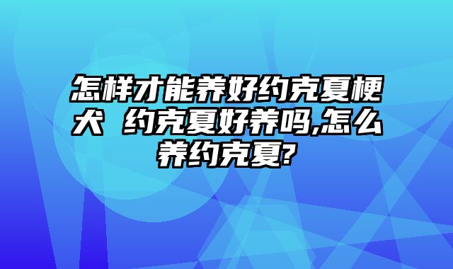 怎样才能养好约克夏梗犬 约克夏好养吗,怎么养约克夏?