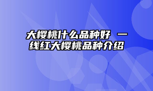 大樱桃什么品种好 一线红大樱桃品种介绍