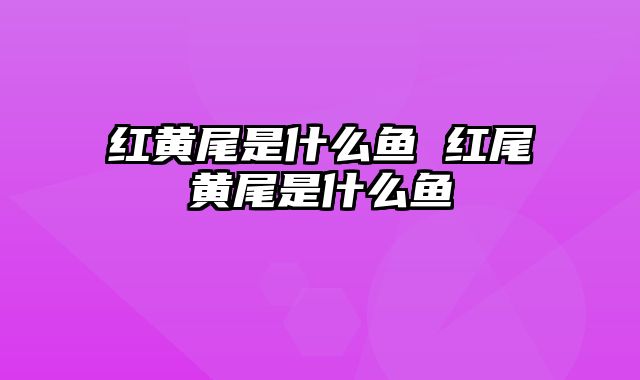 红黄尾是什么鱼 红尾黄尾是什么鱼