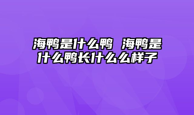 海鸭是什么鸭 海鸭是什么鸭长什么么样子