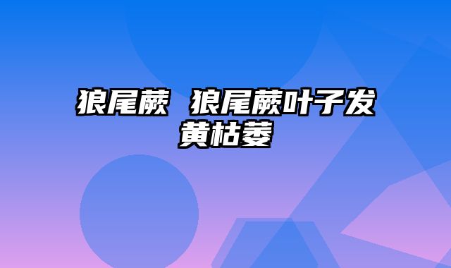 狼尾蕨 狼尾蕨叶子发黄枯萎
