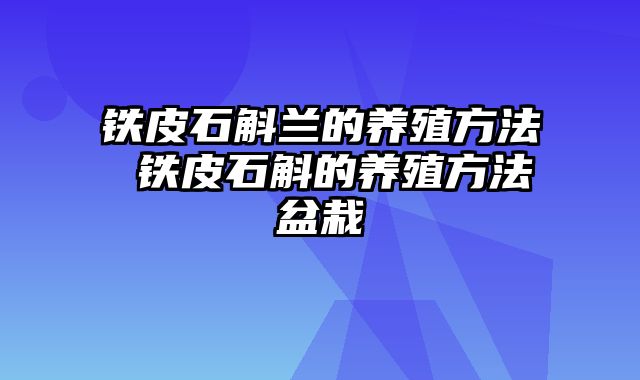 铁皮石斛兰的养殖方法 铁皮石斛的养殖方法盆栽