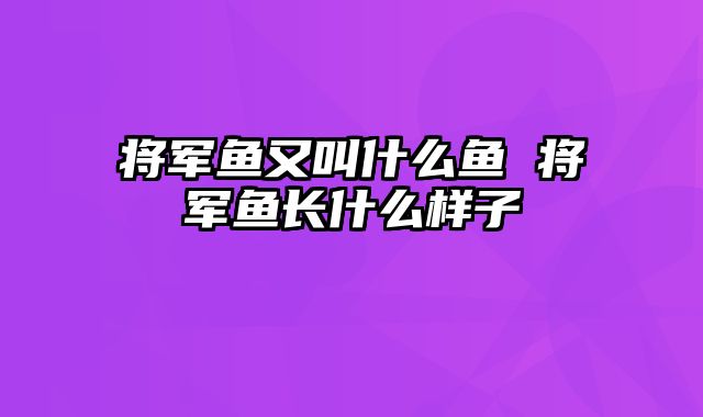 将军鱼又叫什么鱼 将军鱼长什么样子