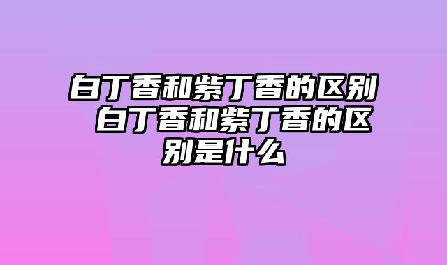 白丁香和紫丁香的区别 白丁香和紫丁香的区别是什么