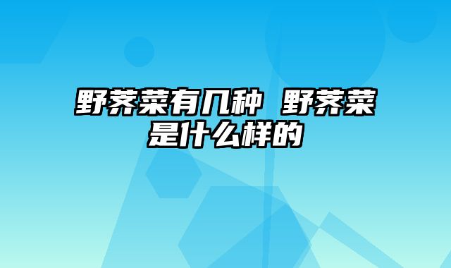 野荠菜有几种 野荠菜是什么样的
