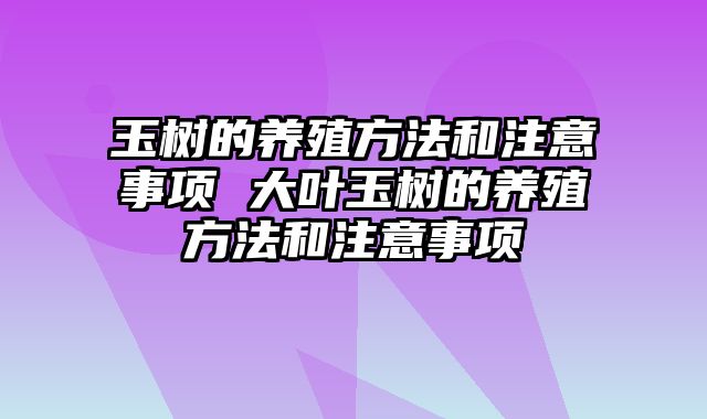 玉树的养殖方法和注意事项 大叶玉树的养殖方法和注意事项