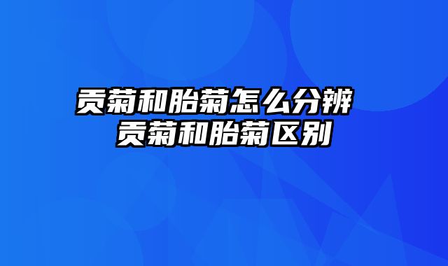 贡菊和胎菊怎么分辨 贡菊和胎菊区别