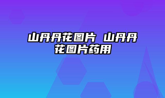 山丹丹花图片 山丹丹花图片药用