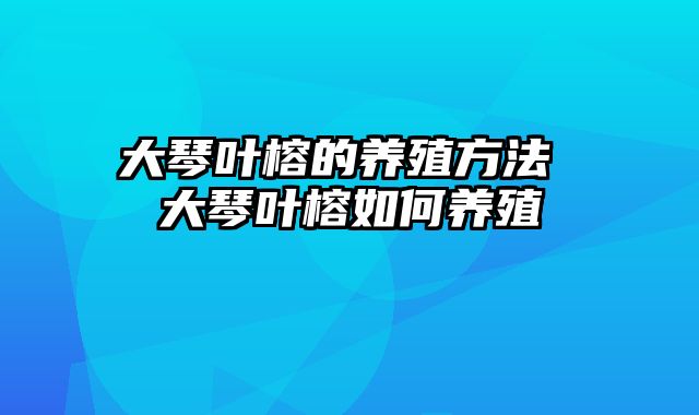 大琴叶榕的养殖方法 大琴叶榕如何养殖