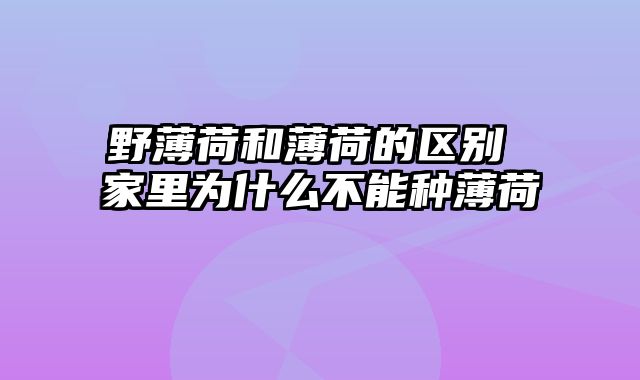野薄荷和薄荷的区别 家里为什么不能种薄荷