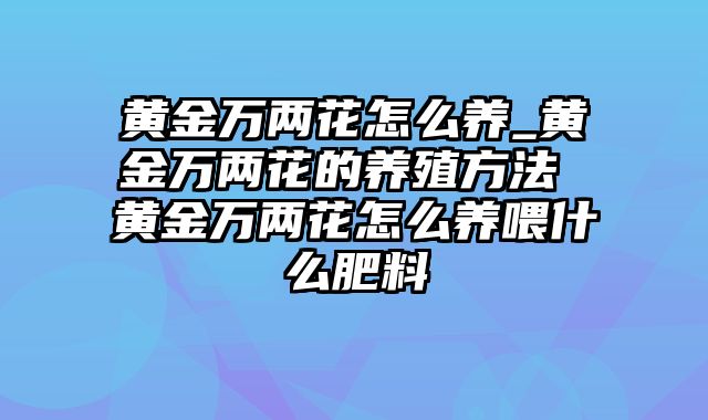 黄金万两花怎么养_黄金万两花的养殖方法 黄金万两花怎么养喂什么肥料