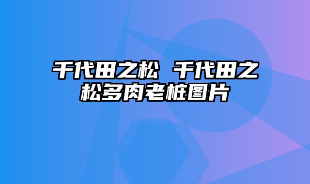 千代田之松 千代田之松多肉老桩图片