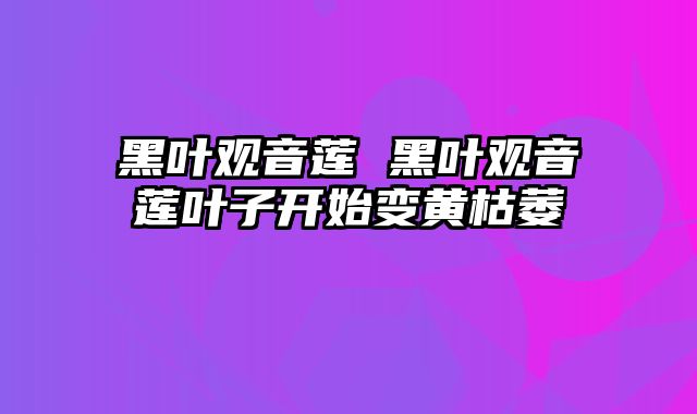 黑叶观音莲 黑叶观音莲叶子开始变黄枯萎