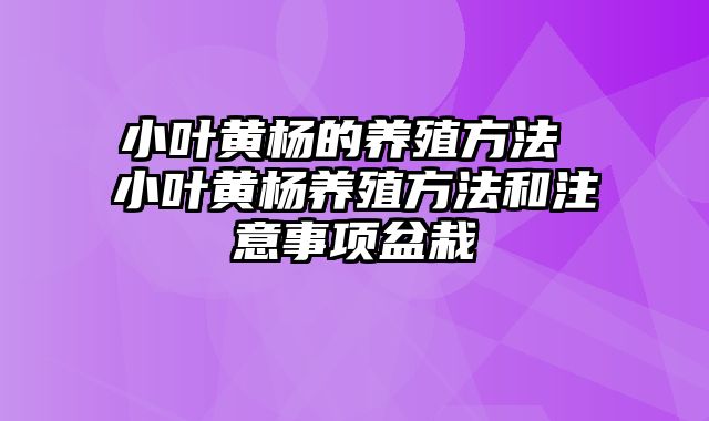 小叶黄杨的养殖方法 小叶黄杨养殖方法和注意事项盆栽