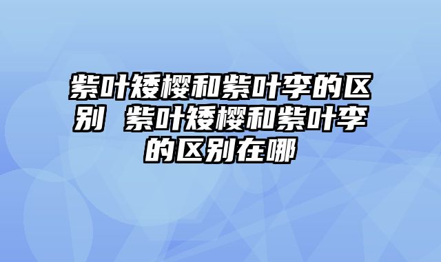 紫叶矮樱和紫叶李的区别 紫叶矮樱和紫叶李的区别在哪