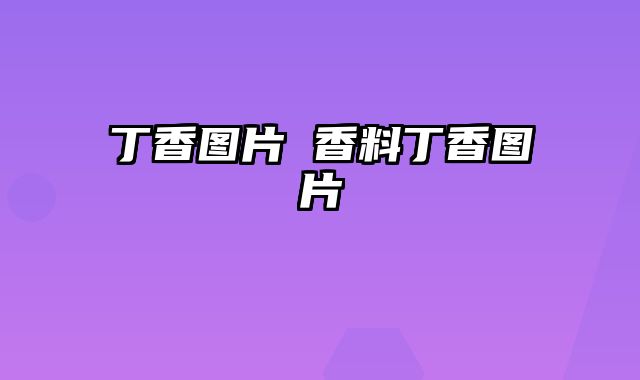 丁香图片 香料丁香图片