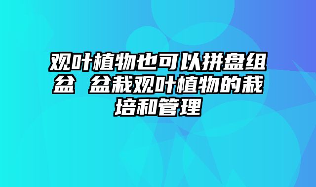 观叶植物也可以拼盘组盆 盆栽观叶植物的栽培和管理